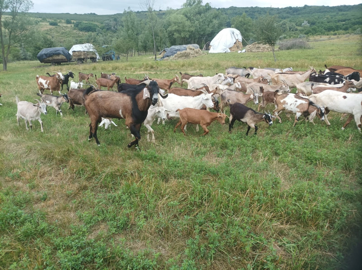 Vând  capre și iedițe  фото 1