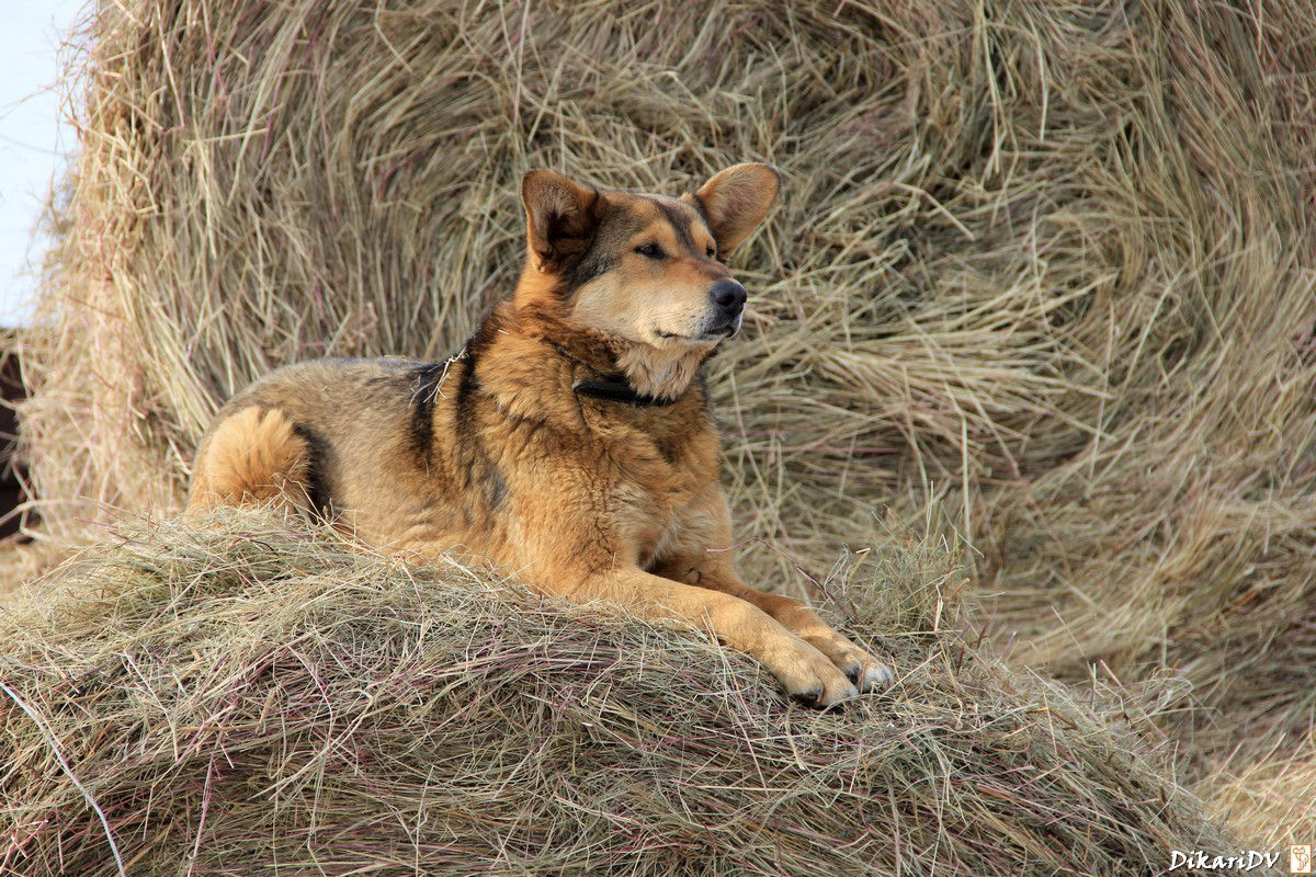 Сено, солома в тюках для утепления будок, вольеров. Доставка. Viber WhatsApp Telegram. foto 5