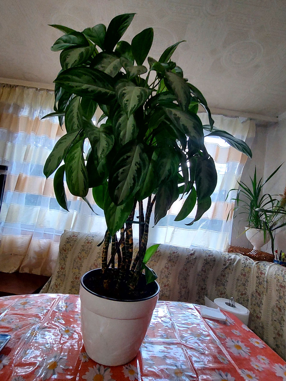 Аглаонема