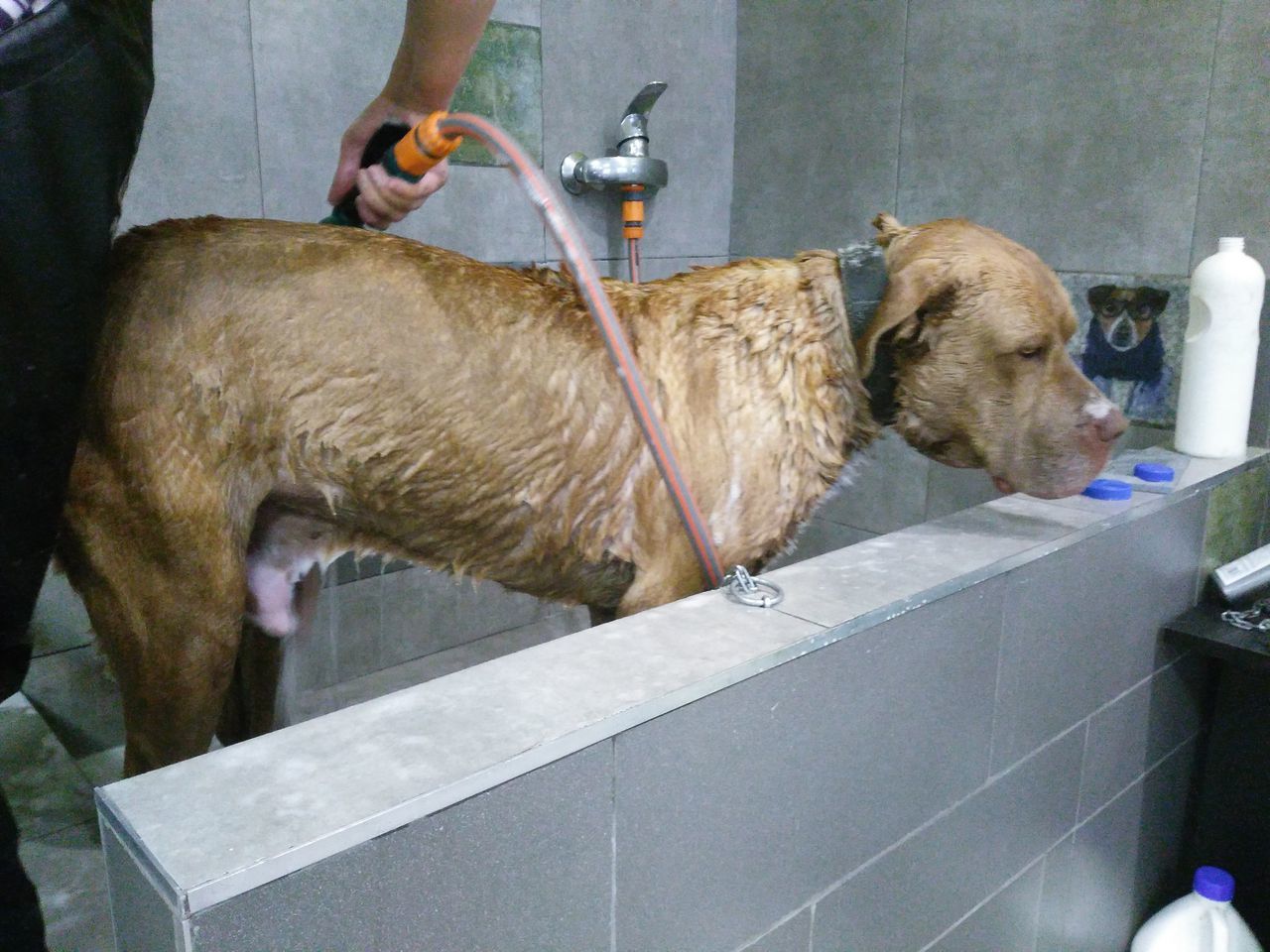 Зоосалон "Mister Dog"предлагает-купание и стрижка собак крупных пород. foto 4
