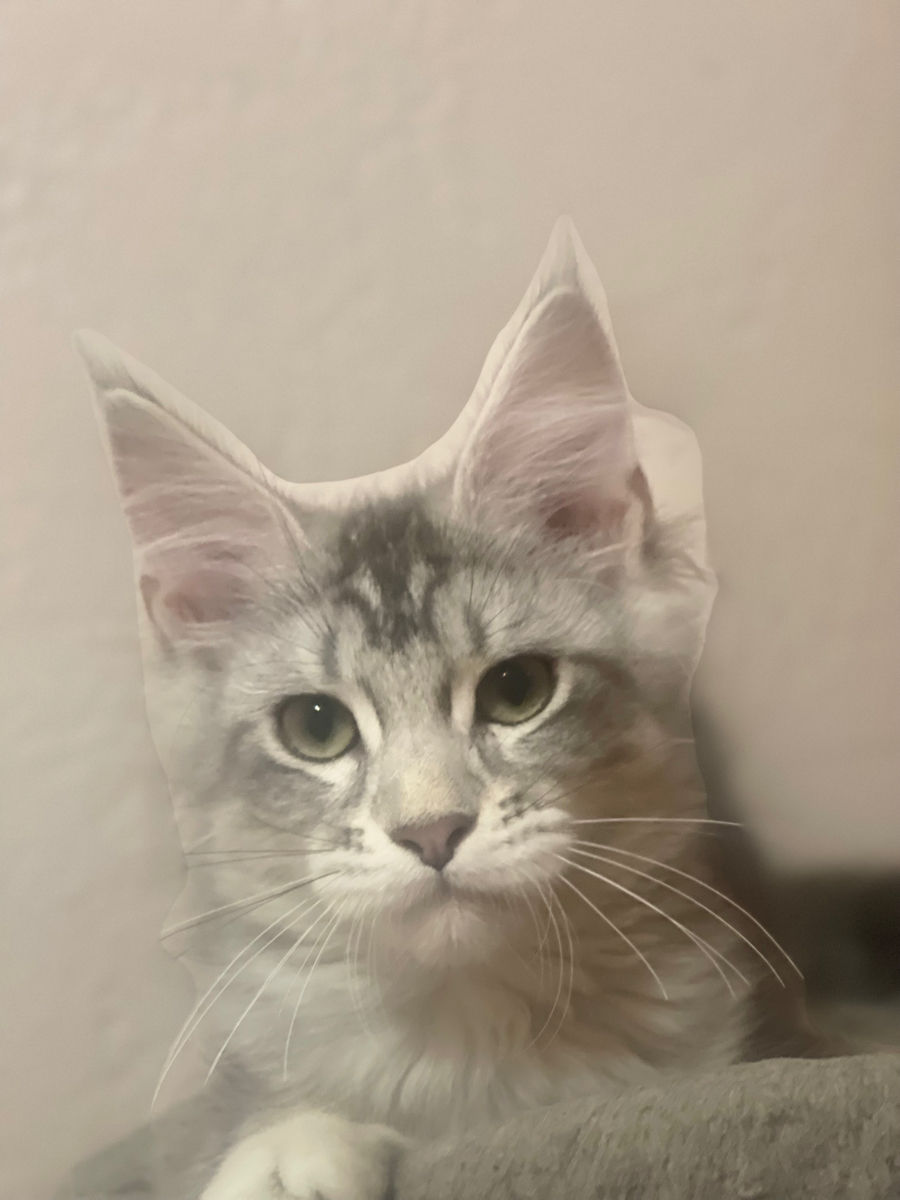 Pisoi gigant mein coon de vânzare.Продаются котята породы мейн кун foto 4