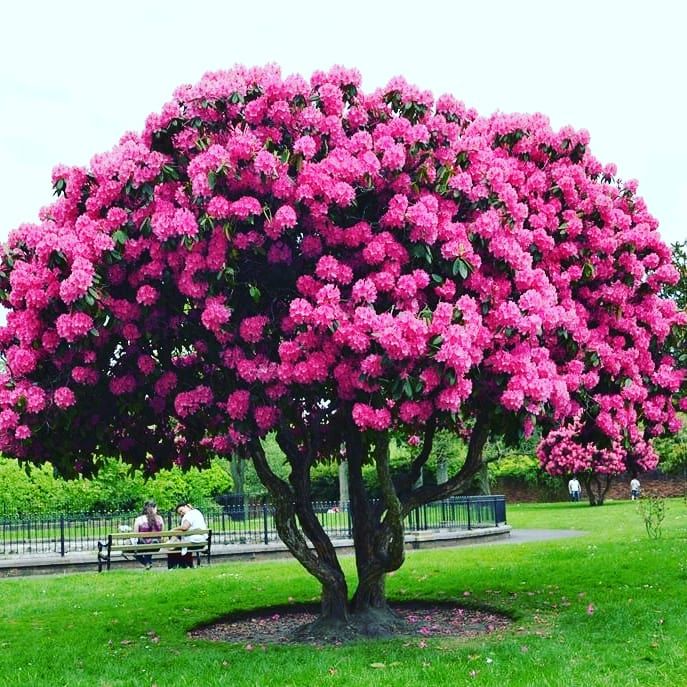 Рододендрон Нова Зембла (Rhododendron "Nova Zembla")