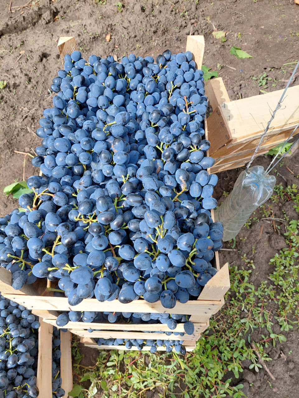 Struguri Moldova