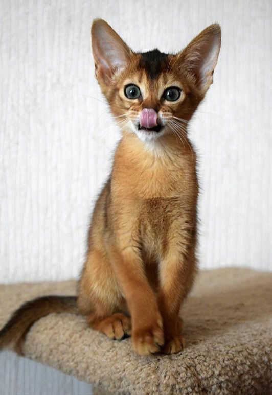 Абиссинские котята фото 9