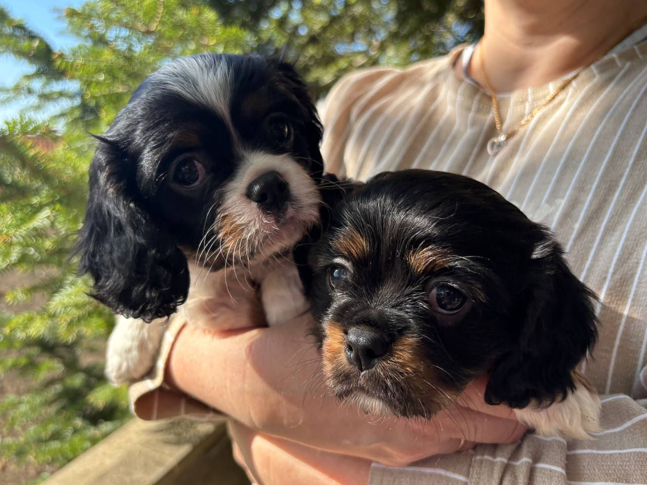 Cavalier King Charles Spaniel cățeluși foto 1