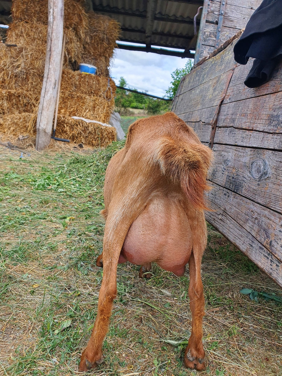 Vând capre şi iediţe bune foto 1