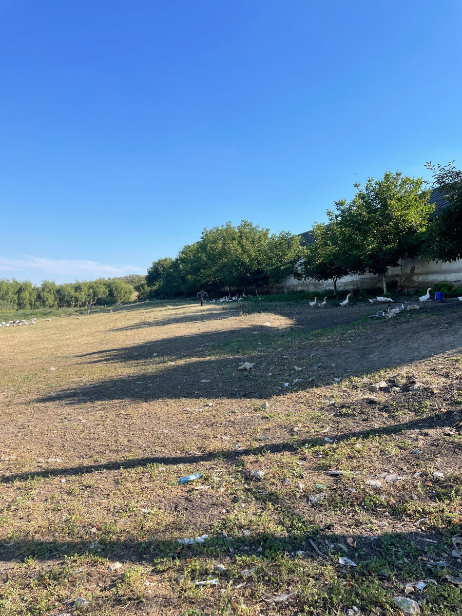 Vând ferma cu teritoriu de 1,3 ha gratiesti -hulboaca фото 7