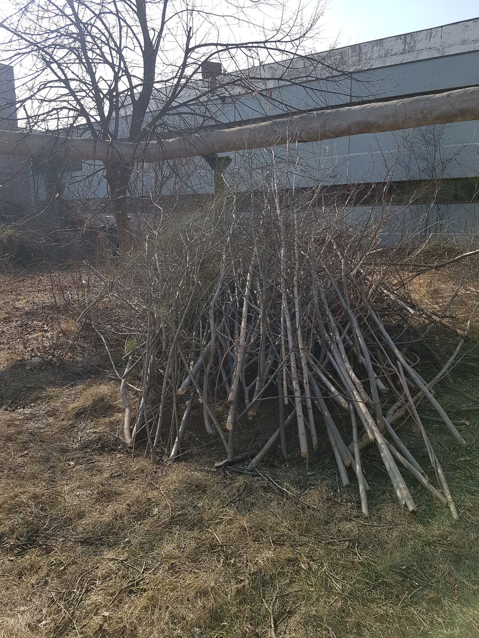 Curatenie pe teren Curatenie in gradina  Уборка огорода foto 9