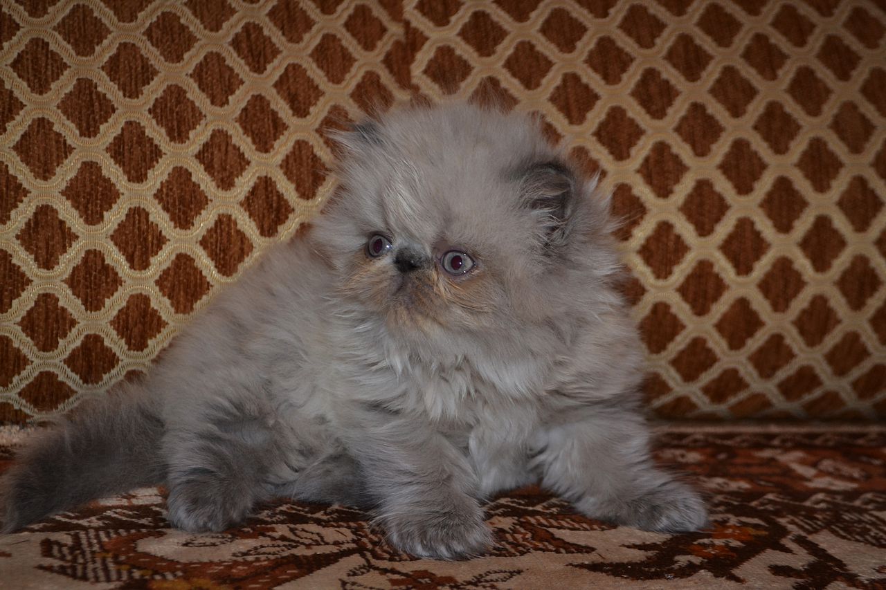 Персидские коты маленькие в Краснодаре