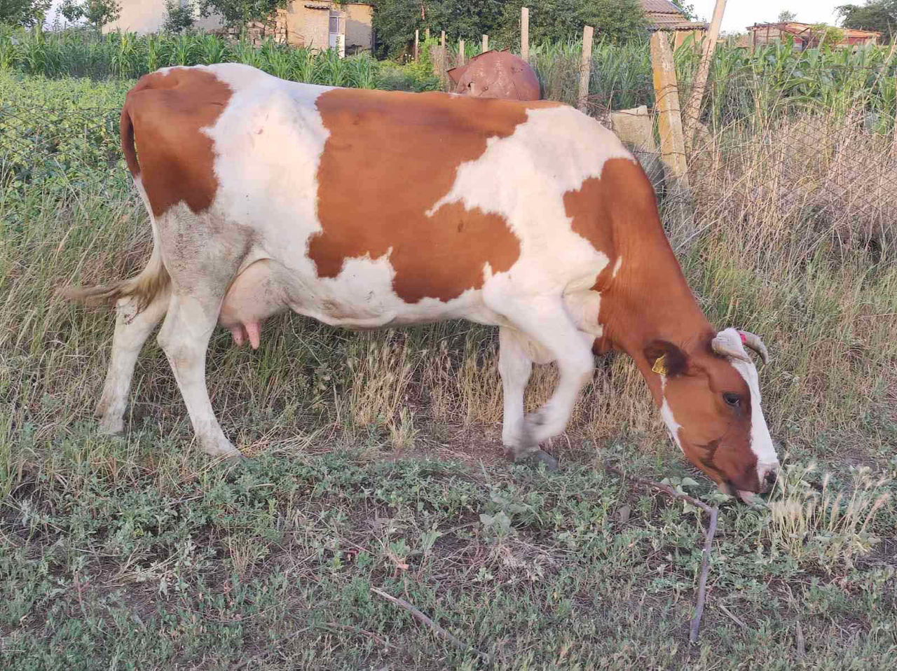 Cumpar vaci,buhai junci oi capre si cirlani la crestere si la carne , la fel si vaci de lapte !!! foto 5