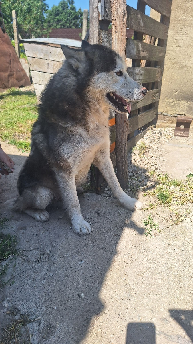 Donez câine Haski foto 3
