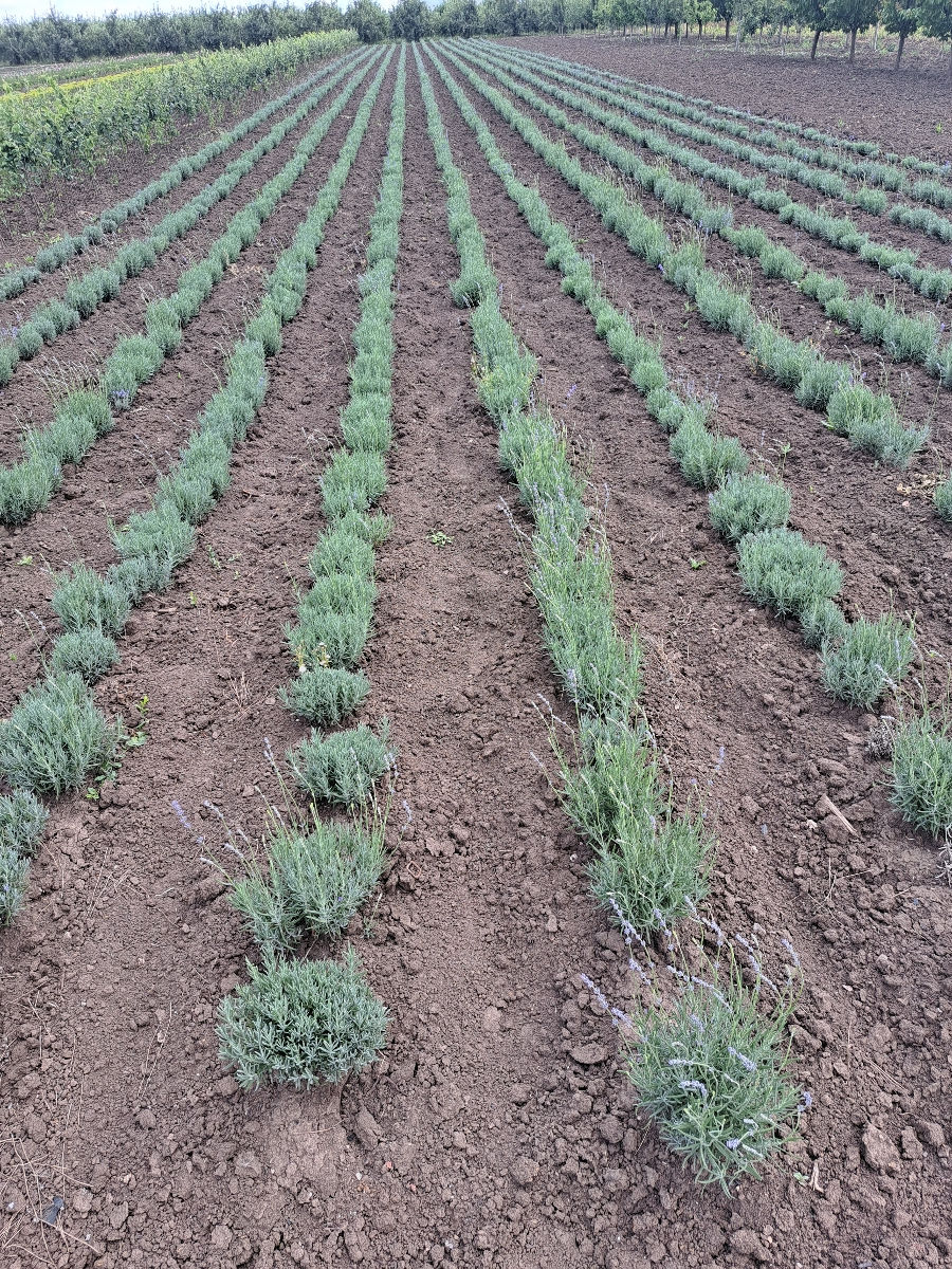 Lavanda foto 6