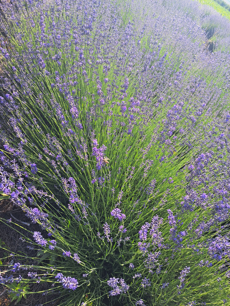 Lavanda foto 4