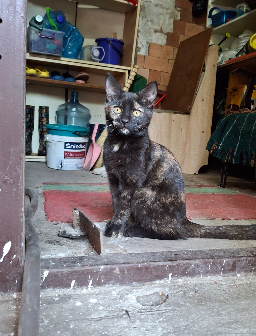 Кошка Черепашка foto 2