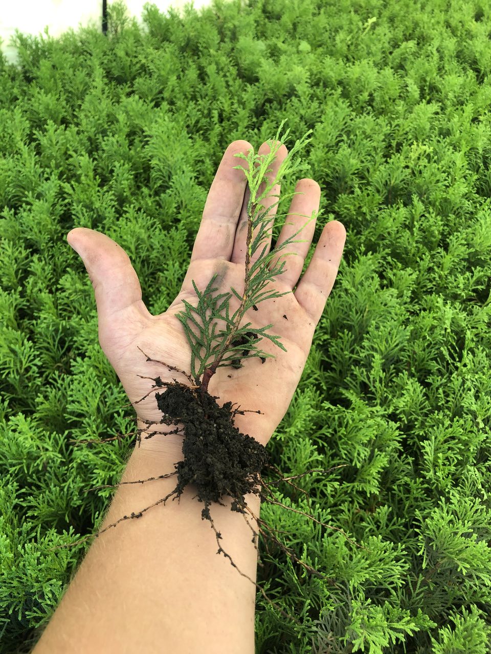 Material Saditor (Angro) Посадочный Материал (Оптом)