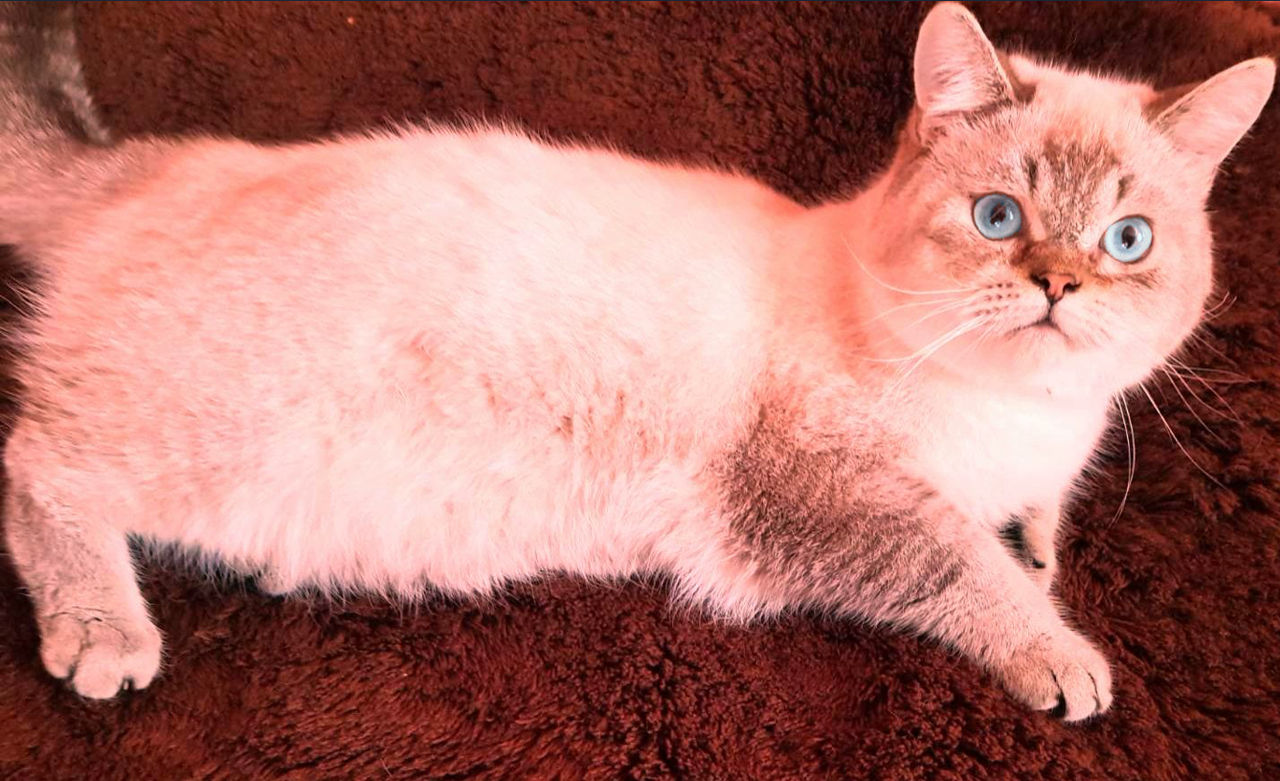 Motan Golden Chinchilla Point (Blue eyes) pt împerechere foto 1