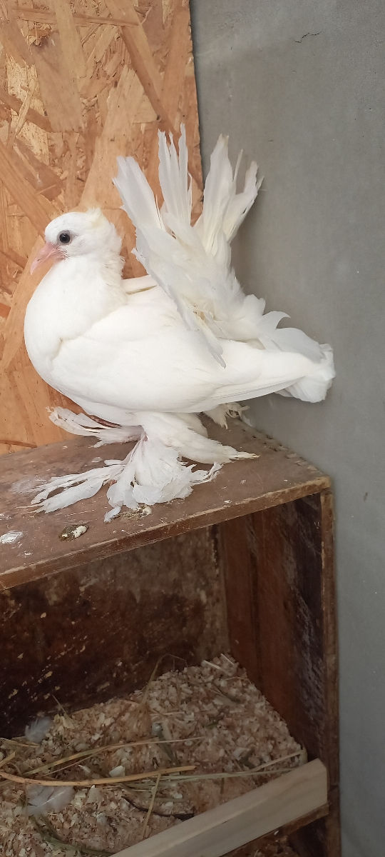 Porumbei foto 7
