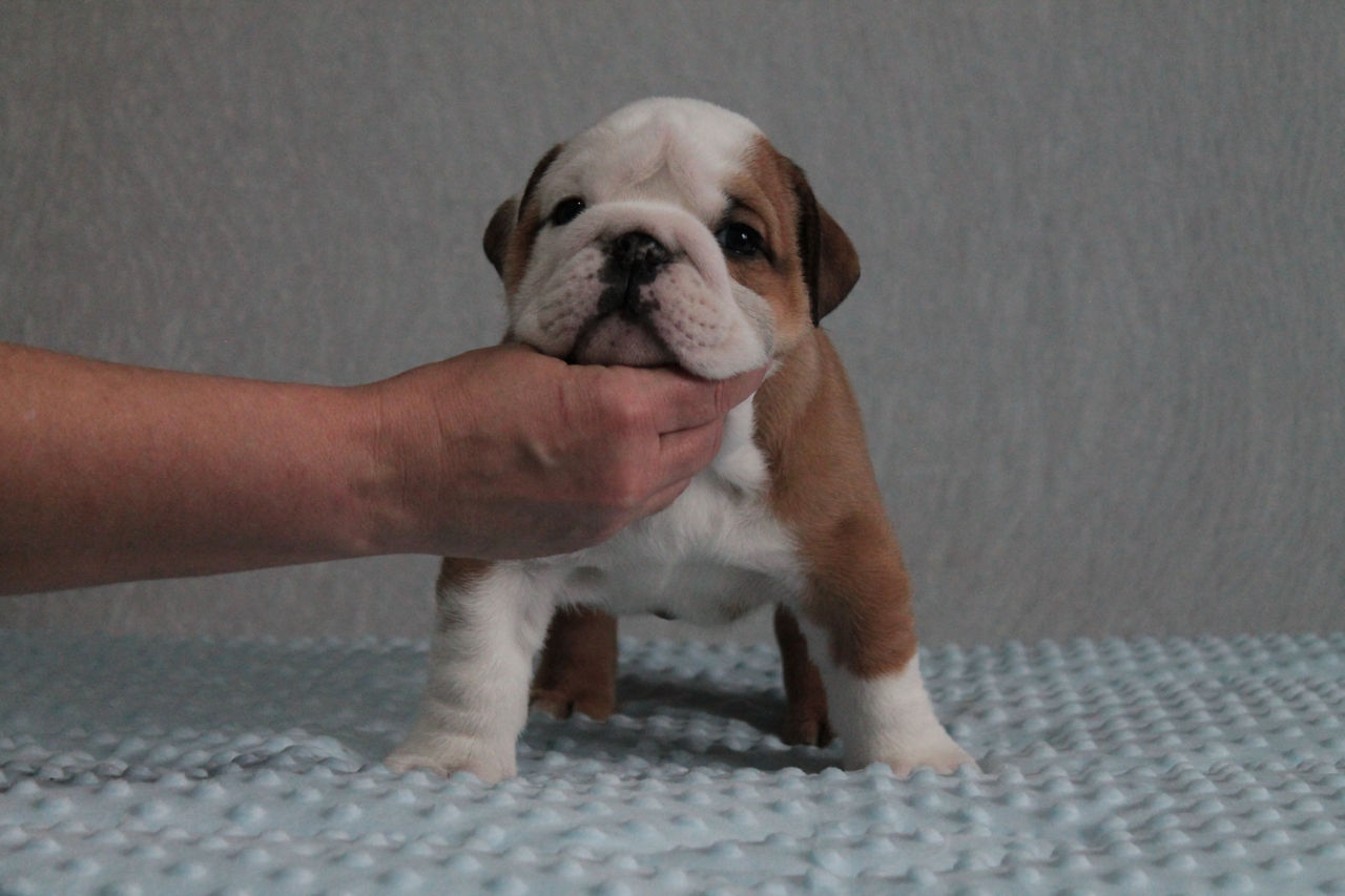 Cățeluși de Bulldog Englez foto 6