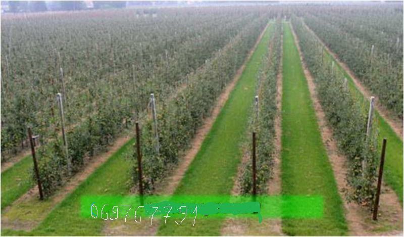 Видео. Итальянские приствольные диски.