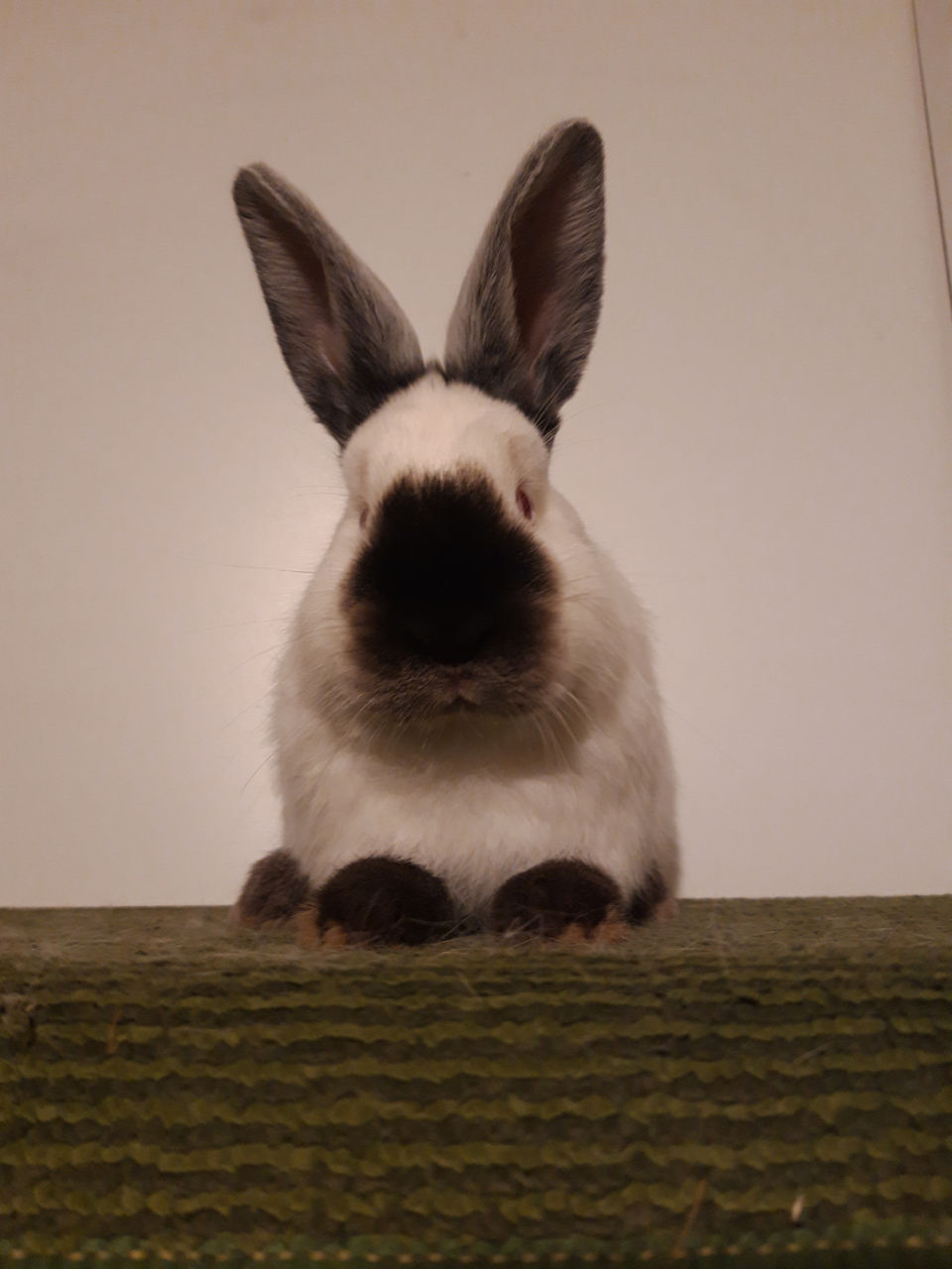 Iepuri Californieni foto 0