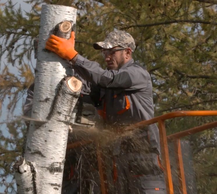 Servicii de tăiere a copacilor, crengilor uscate! foto 0