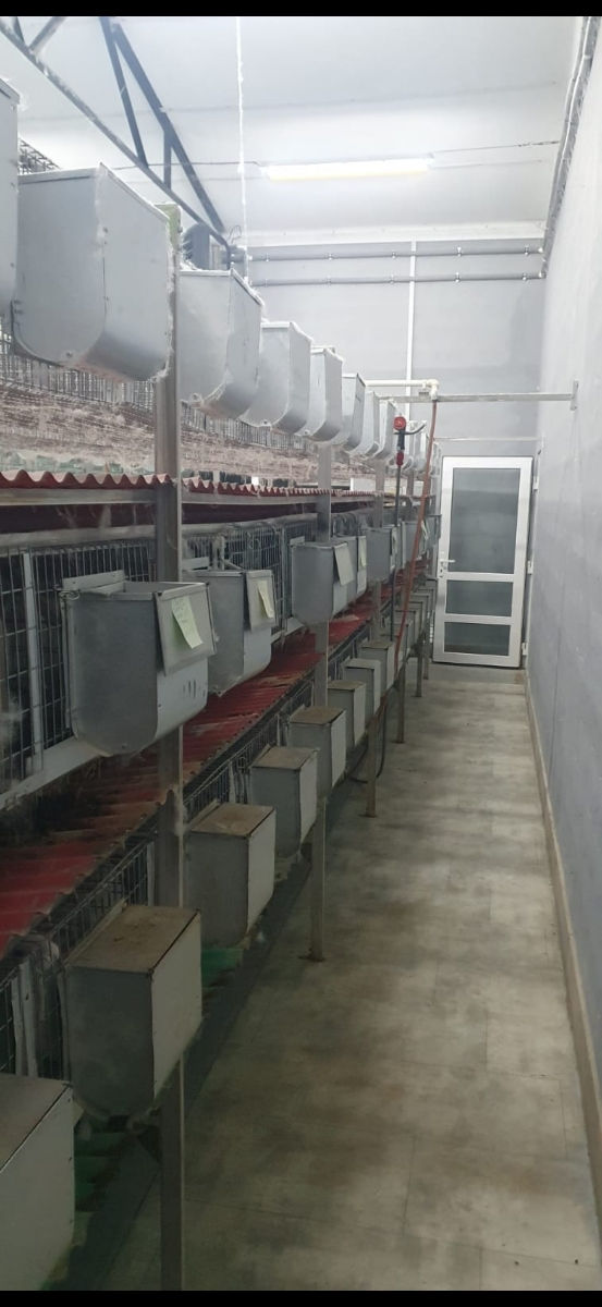 Vindem carne (carcasa) iepure pur autohton. foto 7