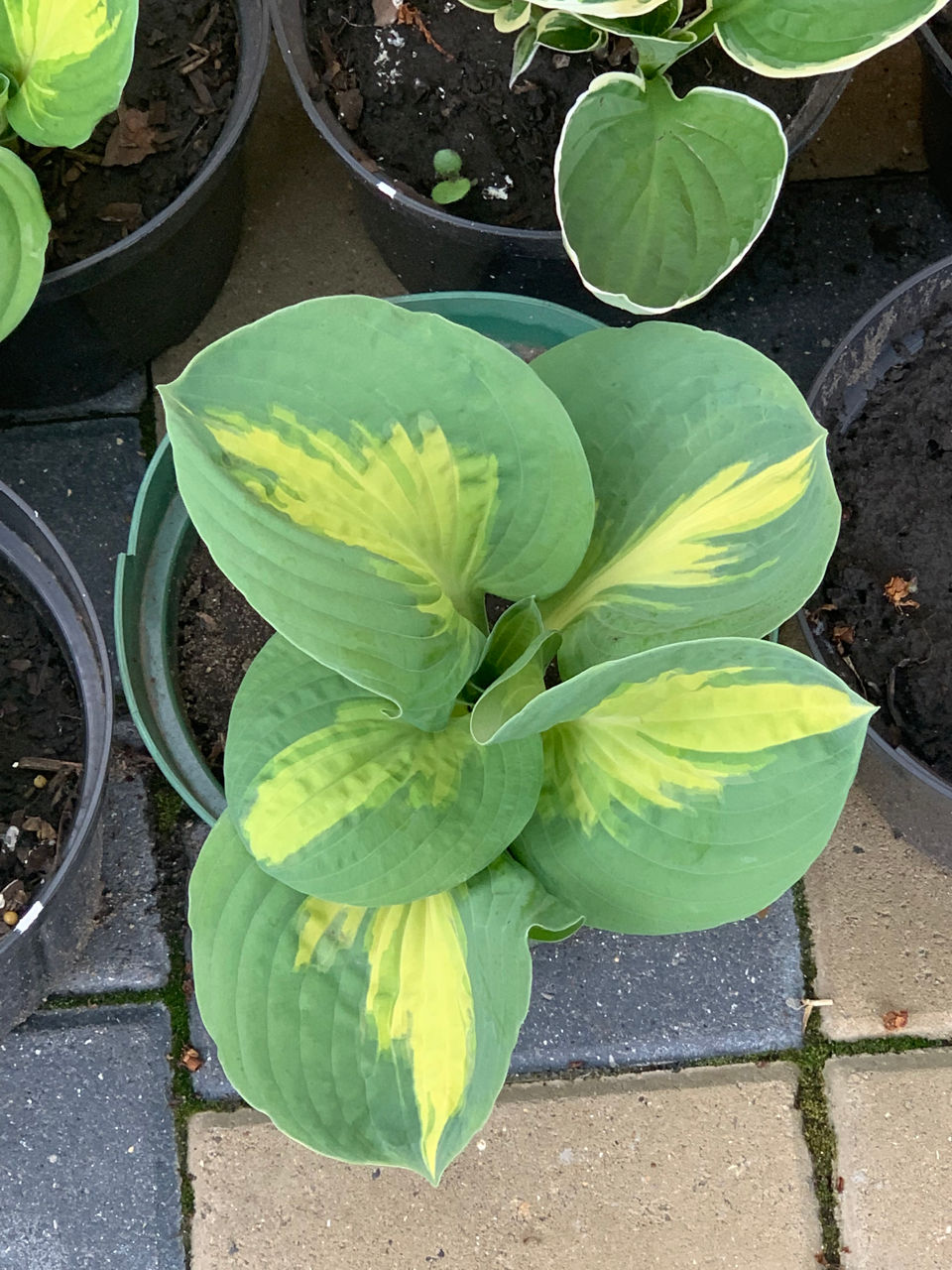 Vand diverse plante foto 6