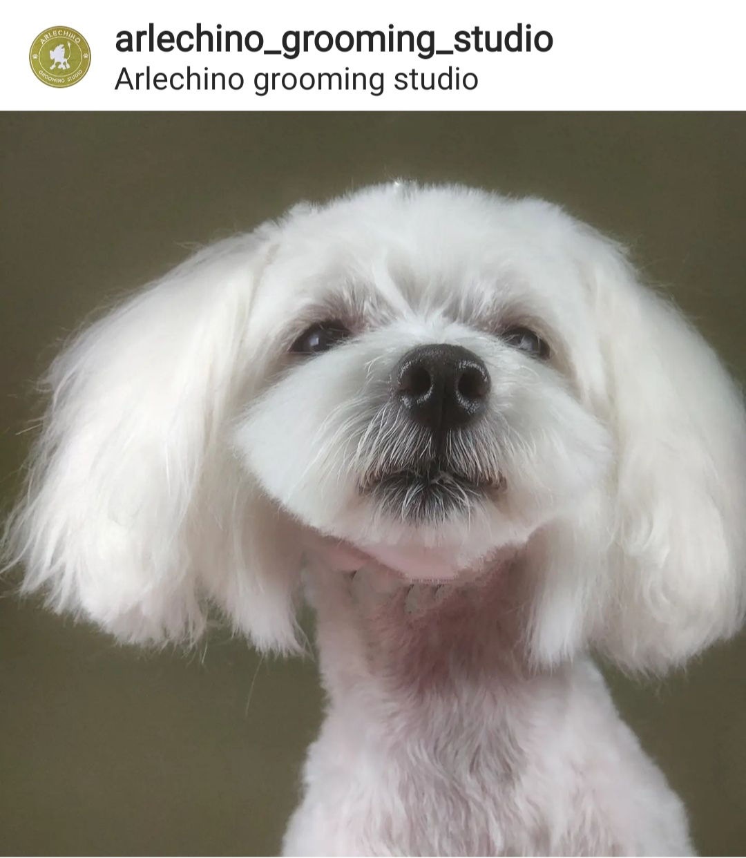 "Arlechino Grooming Studio". Buiucani. Îngrijirea cainilor si a pisicilor. foto 6