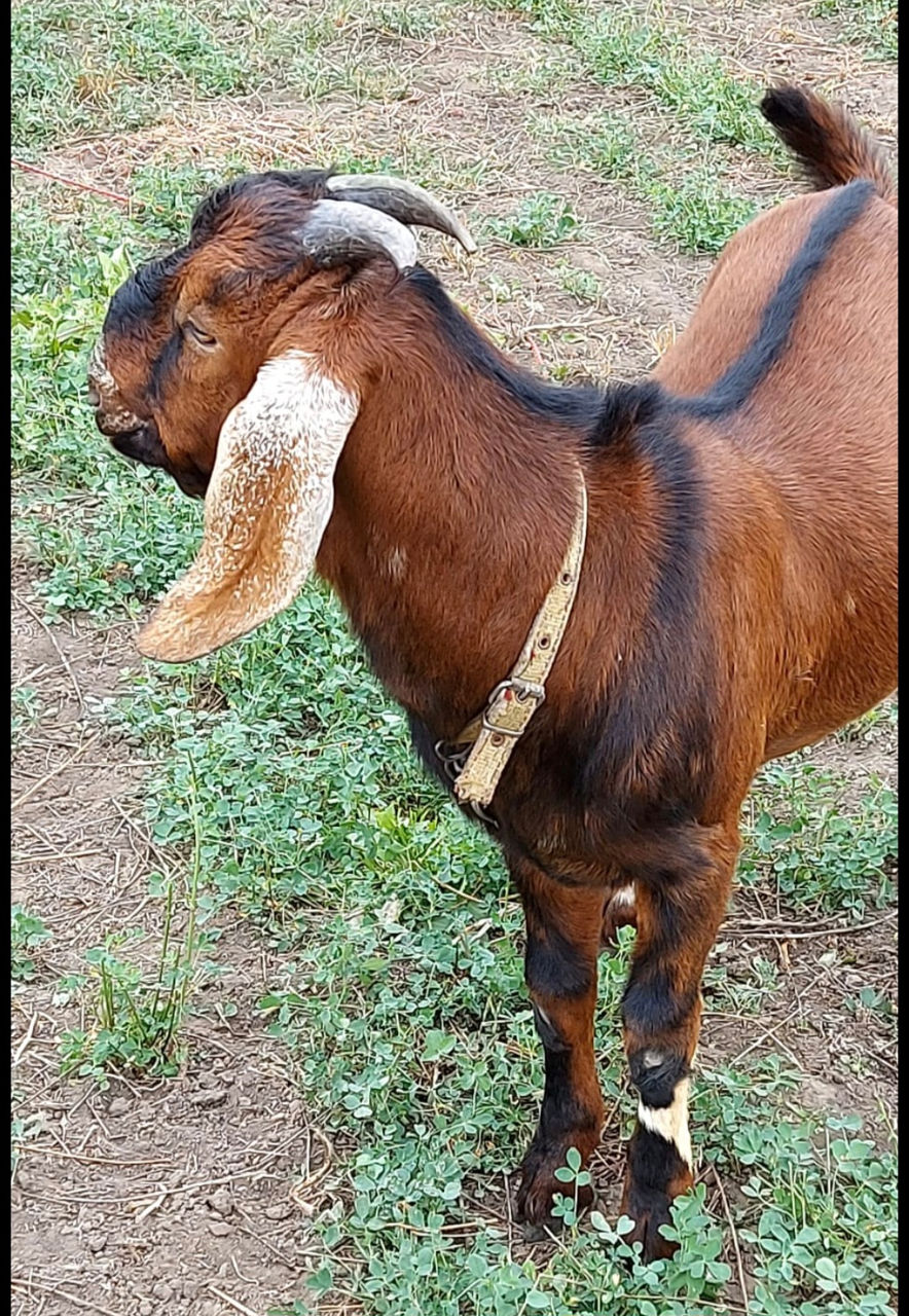 Caprine, Cimișlia