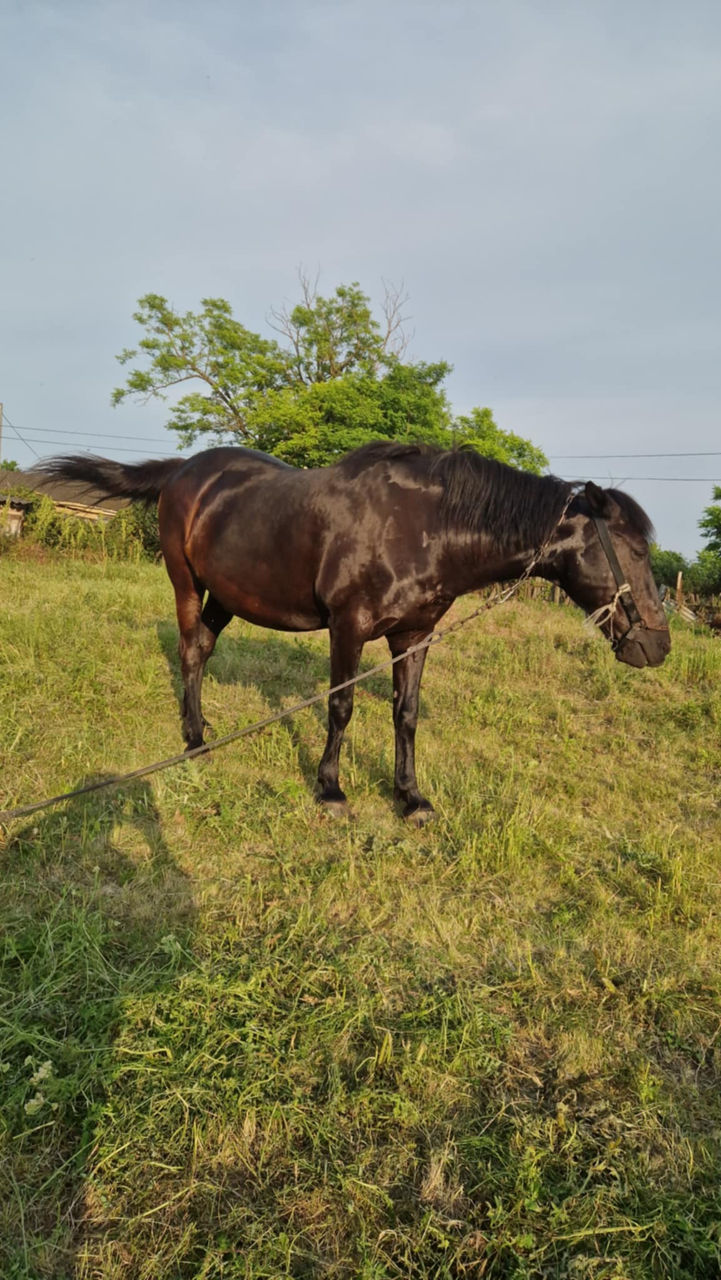 Iapă de vânzare – harnică și experimentată în lucrări agricole, preț - 10500lei foto 1