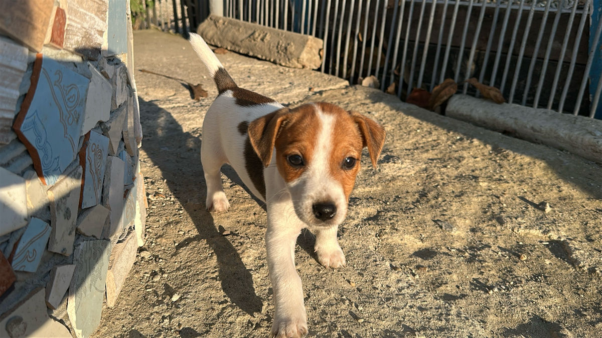 Jack Russell Terrier  foto 3