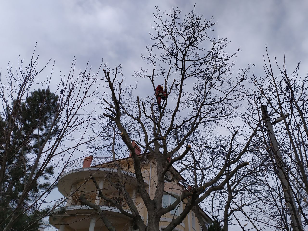 Спилить дерево, кронирование, автовышка фото 1