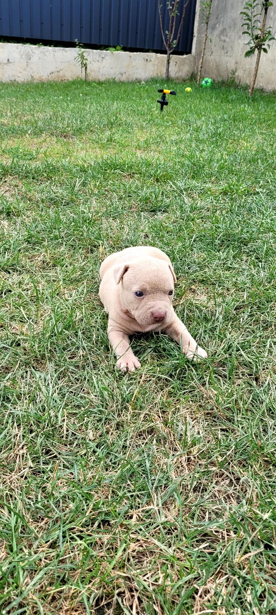 American Staffordshire Terrier фото 4