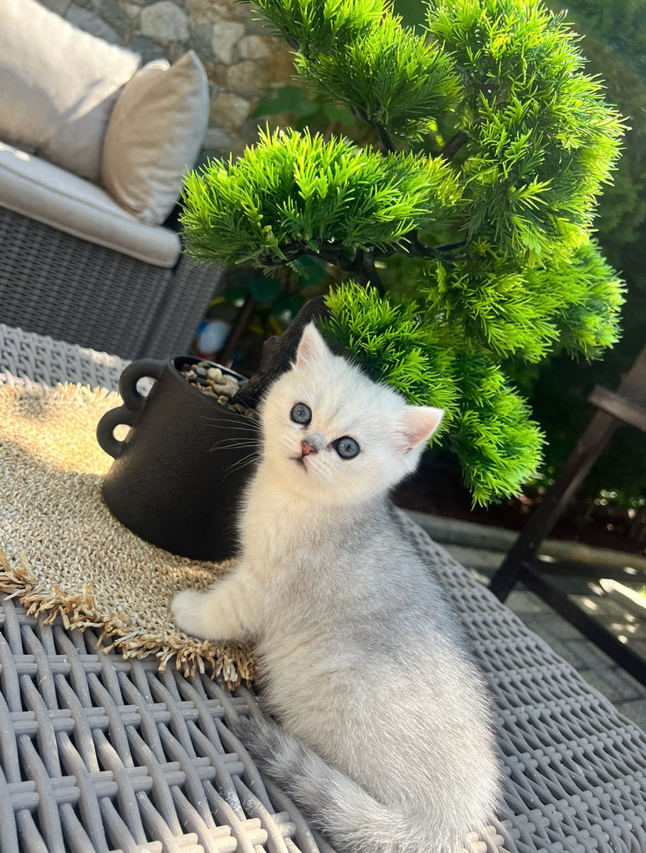 British Chinchilla клубная девочка  фото 4