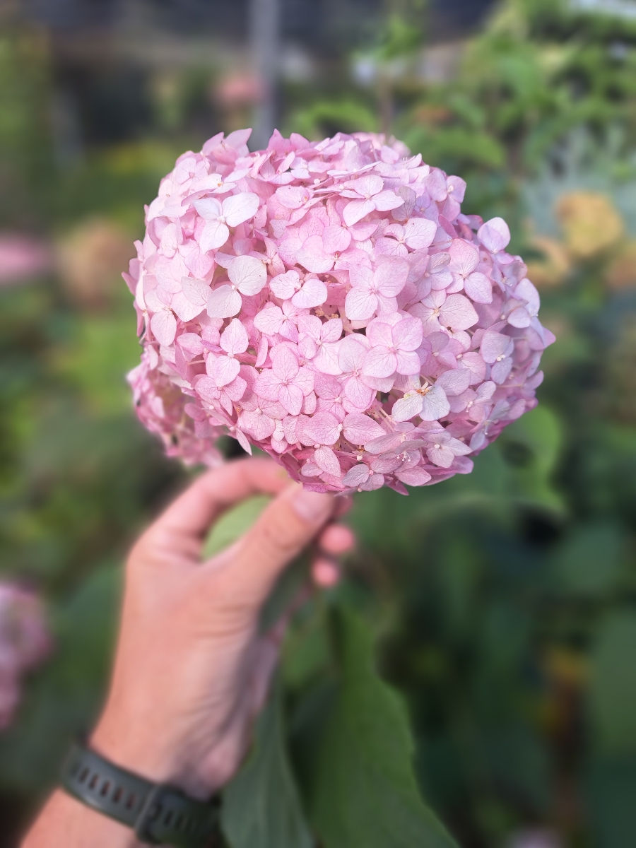 Hortensia foto 3
