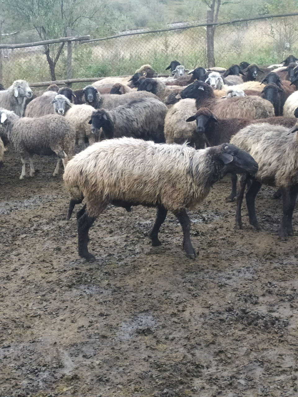 Продам барана