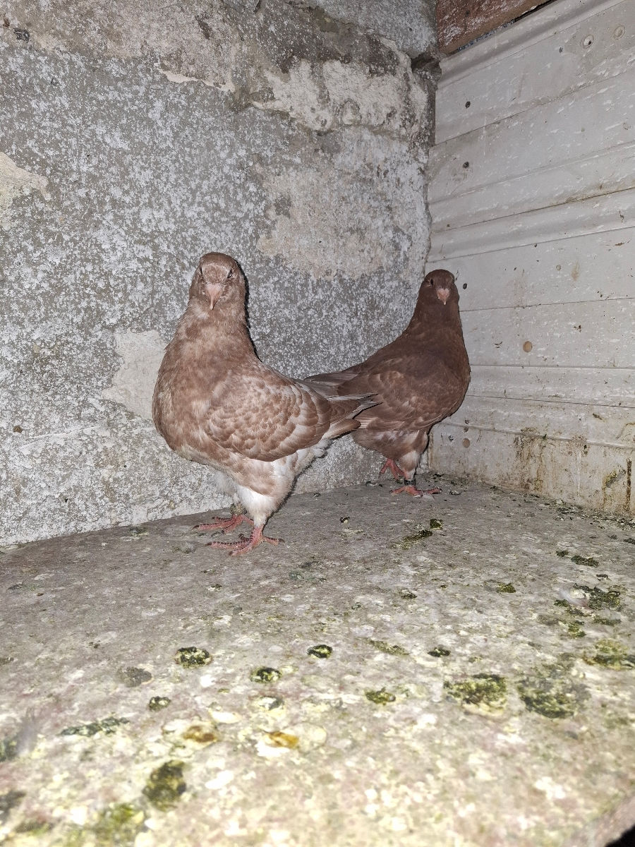 🕊️ Porumbei de rasă – King și Texani, talie mare 🕊️

 foto 5