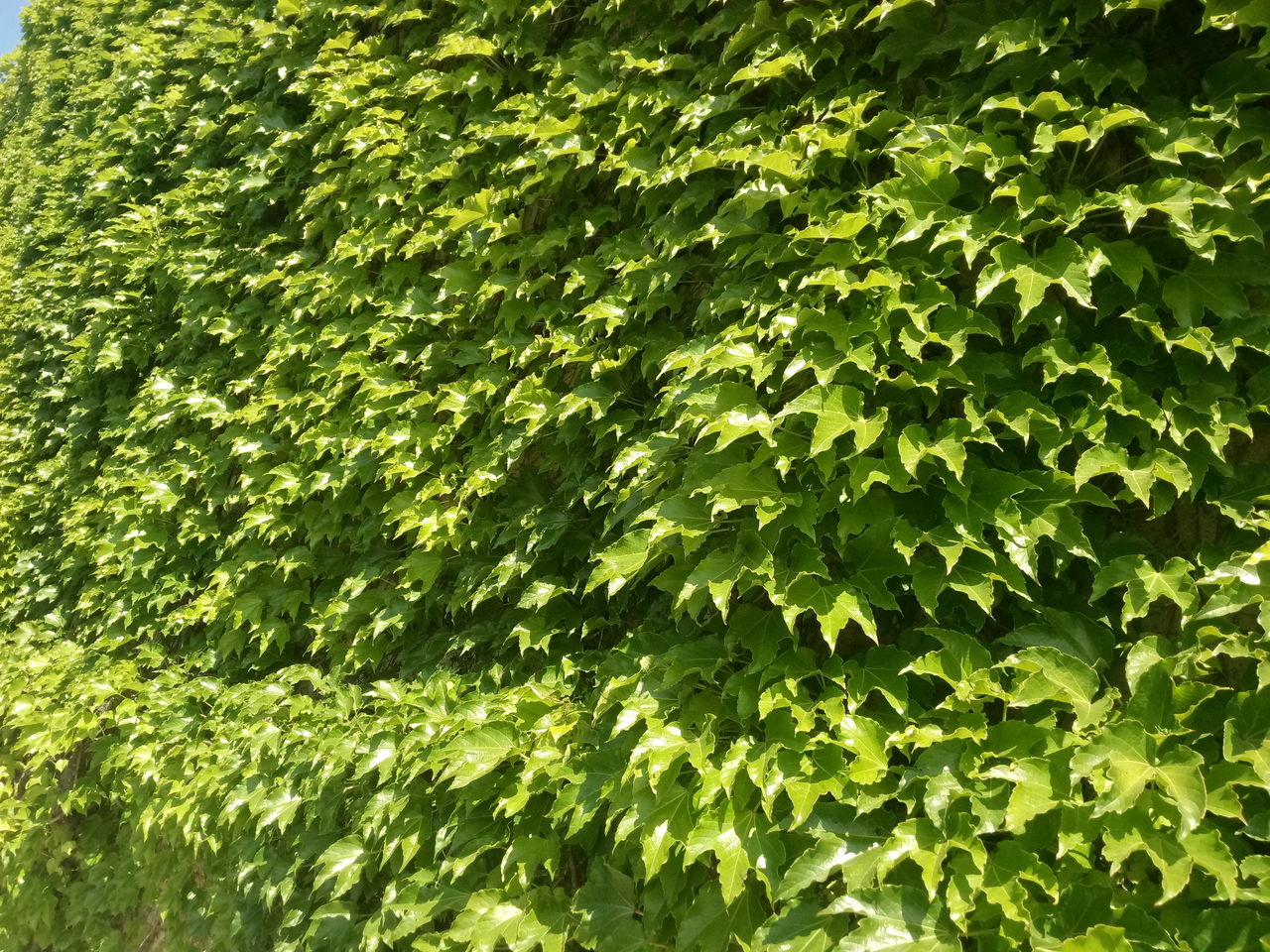 Vita japoneza (девичий виноград) foto 1