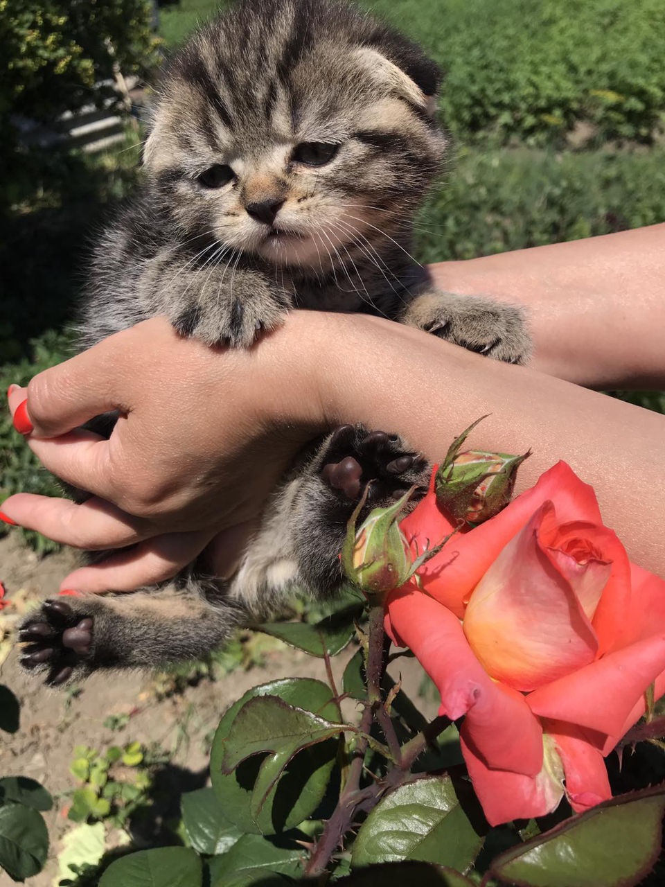 Продам, шикарный вислоухий мраморный шотландец.