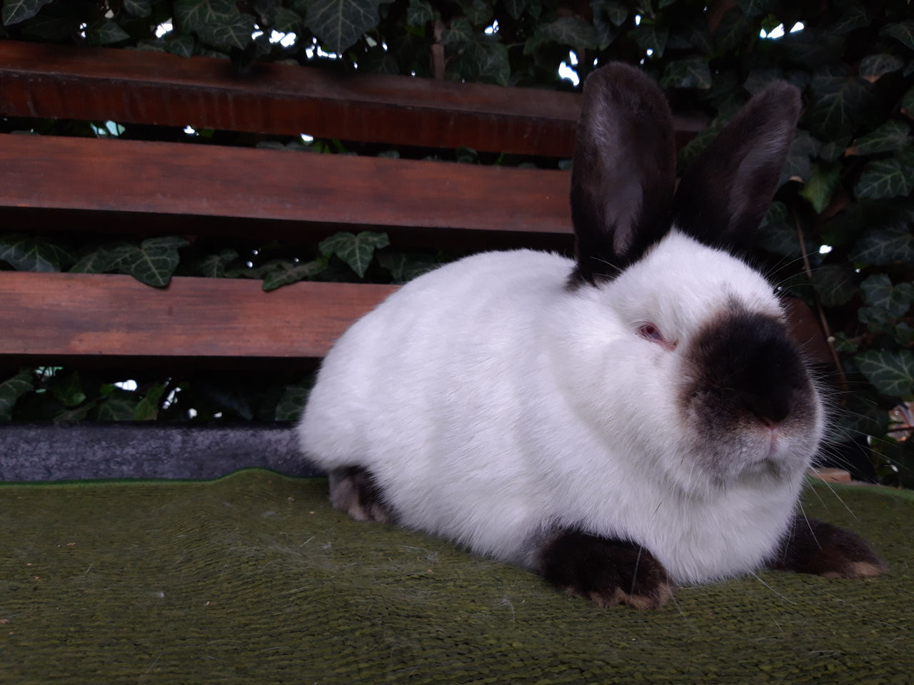 Iepuri Californieni foto 7