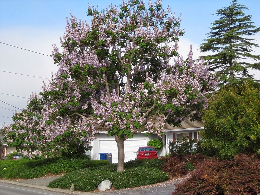 Se vand rasaduri de Paulownia Tomentosa! foto 6