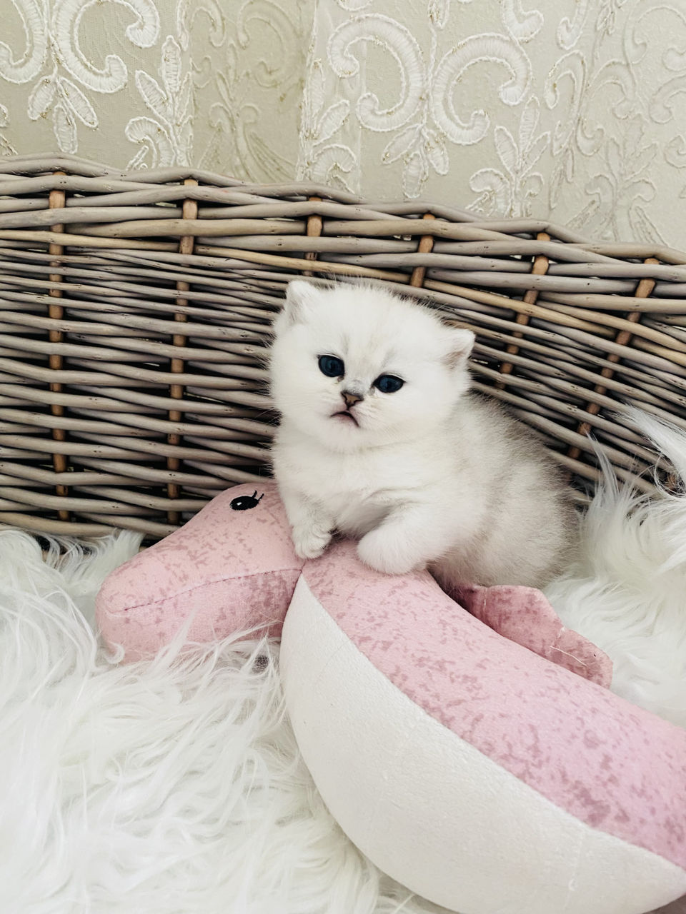 Серебристая шиншила элитных кровей