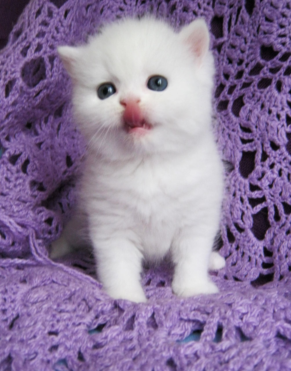 Белый британец котенок