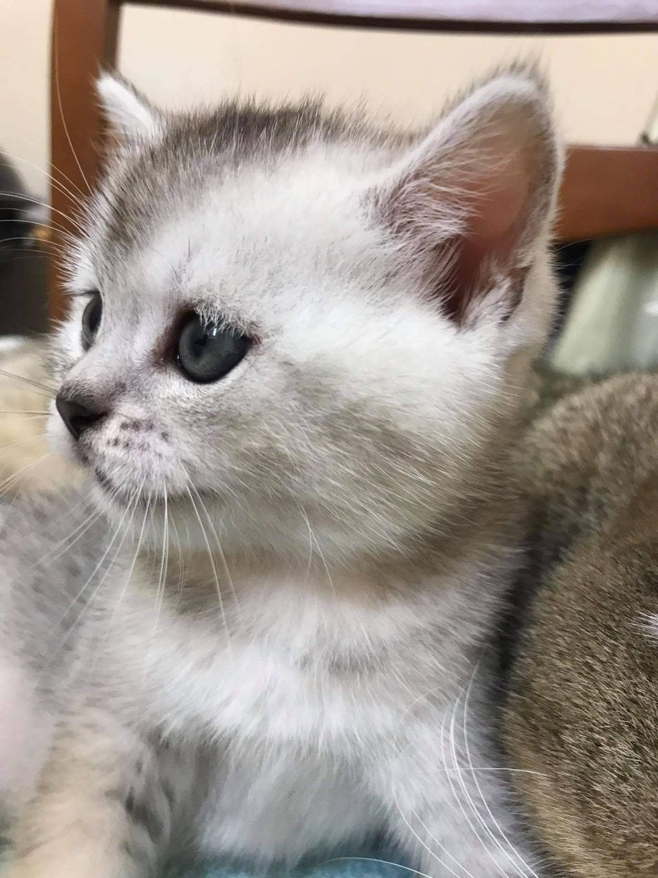 Серебристая Шиншилла/silver chinchilla scottish