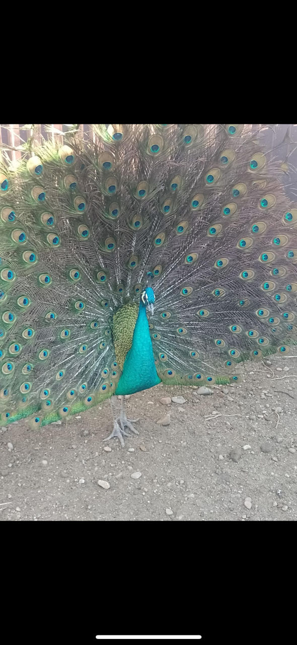 Paunita foto 0