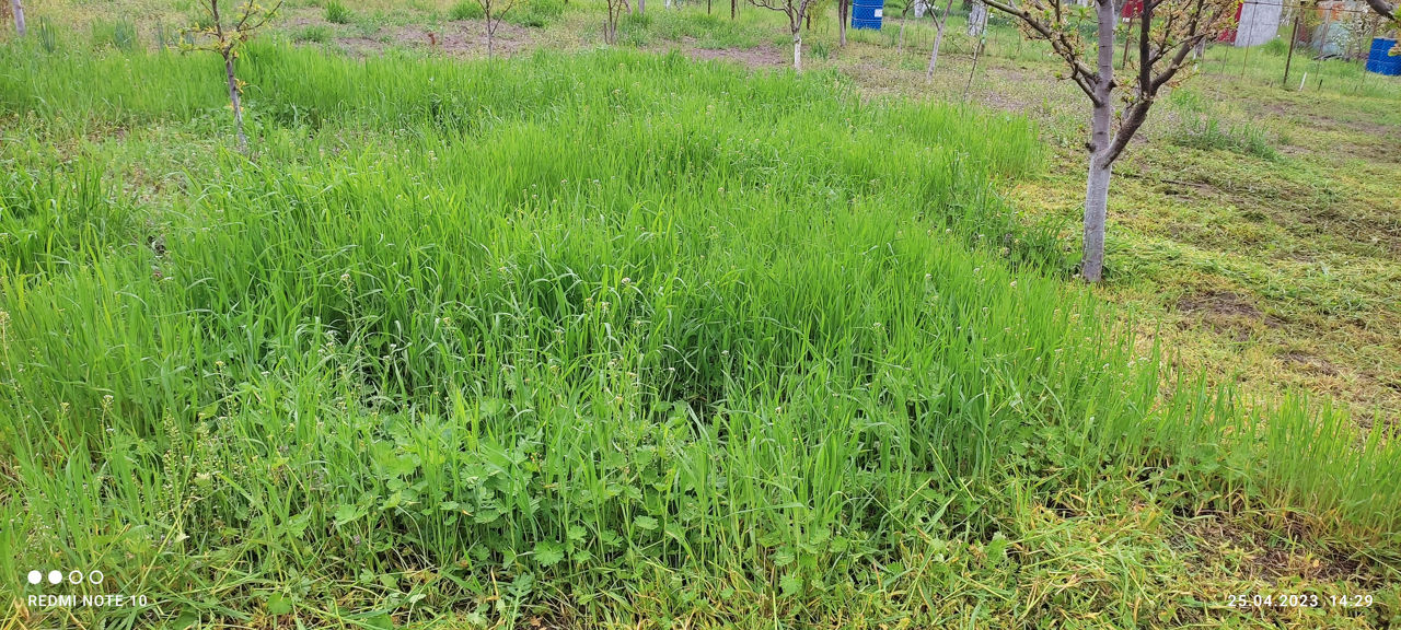 Ofer  servicii    cosit  iarba, puieți de vișin  cu motocoasa foto 8