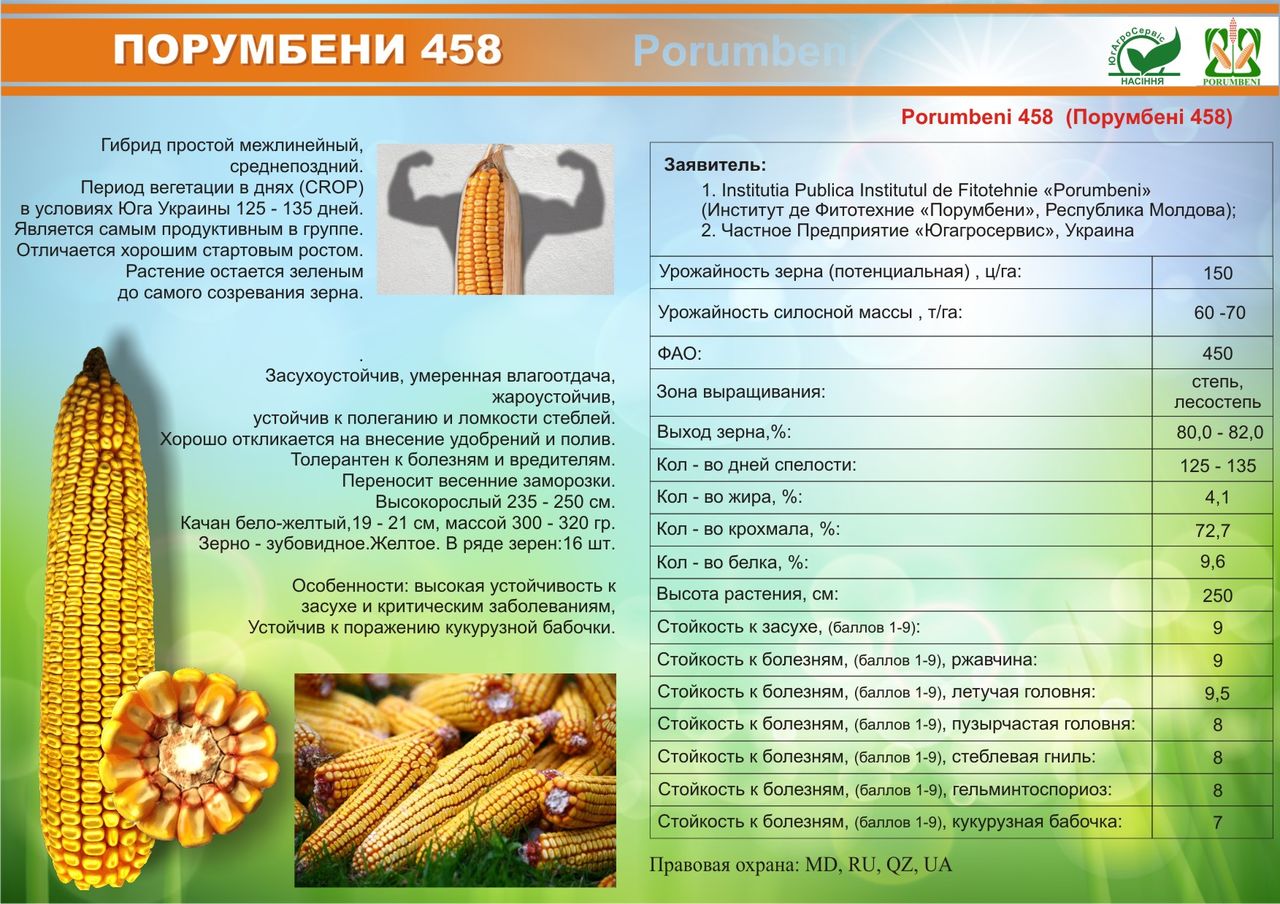 Семена кукурузы какую температуру. Семена кукуруза p0217. Порумбень кукуруза. Сорт кукурузы порумбени. Семена кукурузы Порумбень.