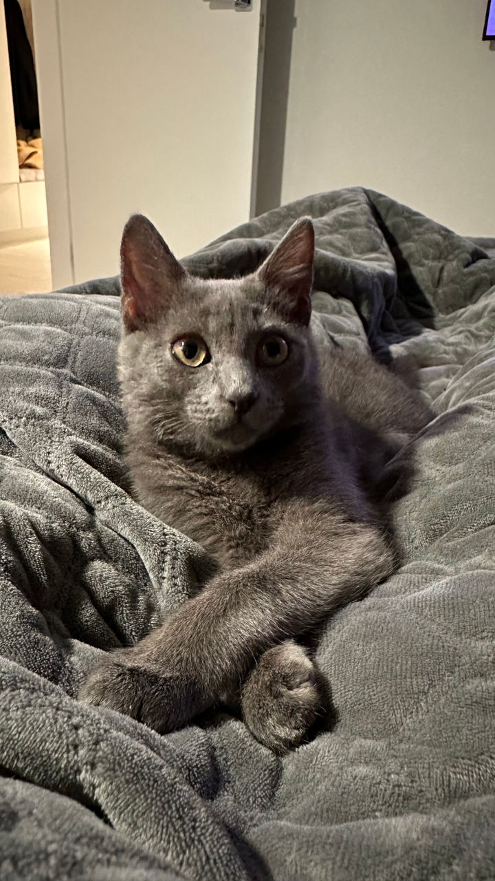 Pisica Russian Blue / Русская Голубая кошка