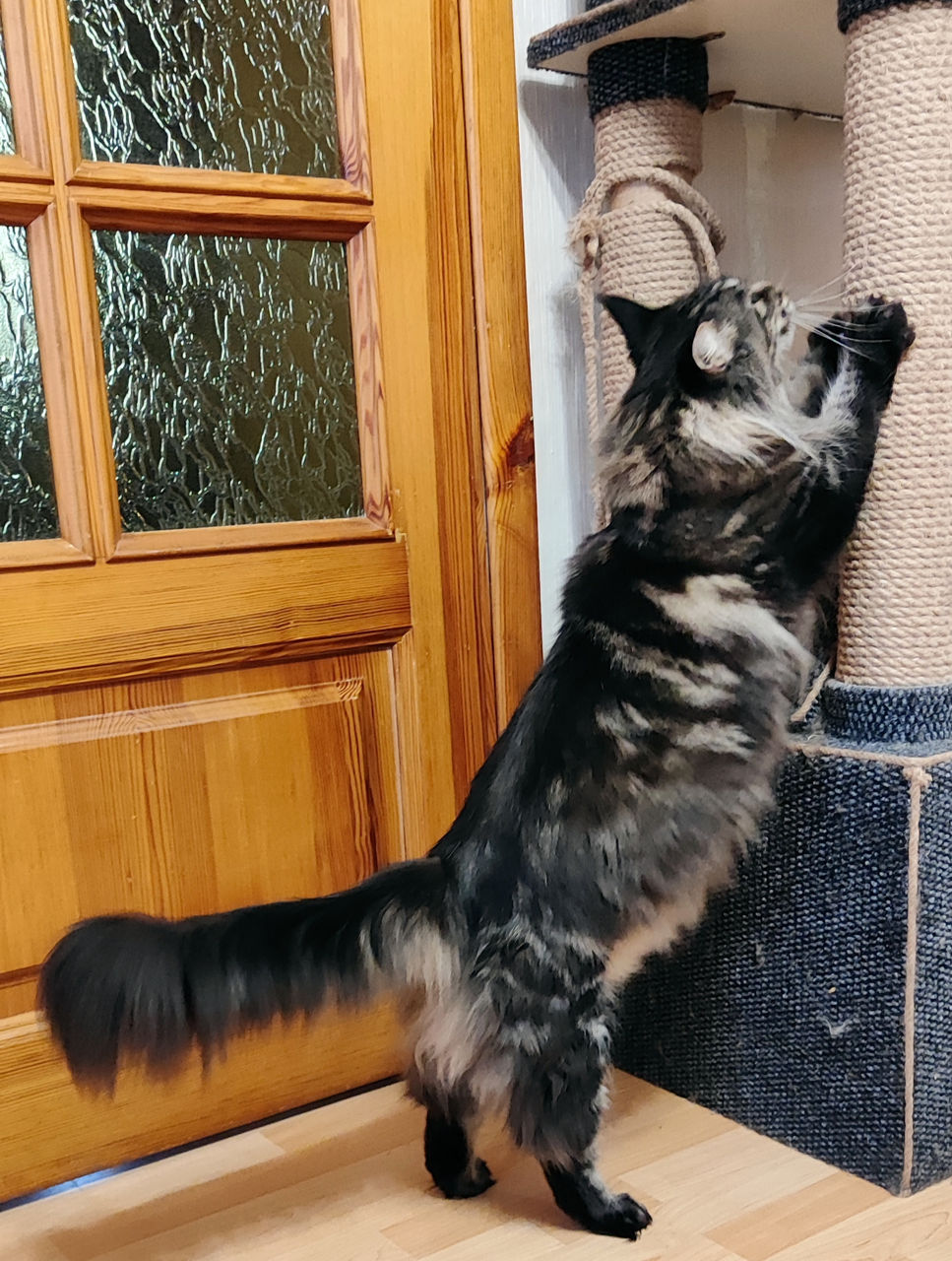 Котята породы Maine Coon! На сообщения не отвечаю! foto 5