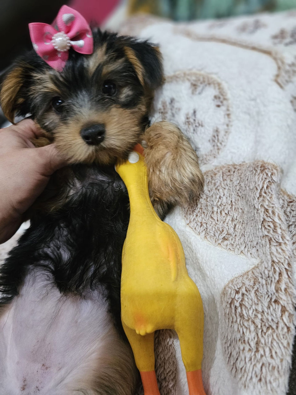 Urgent! Vând Cățea Yorkshire Terrier foto 4